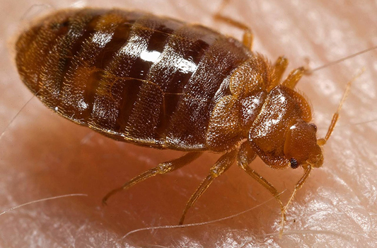 Bed Bug Treatment Wetaskiwin