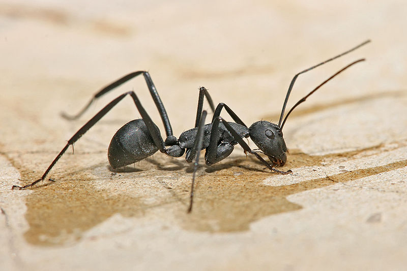 Carpenter Ant Control Wetaskiwin