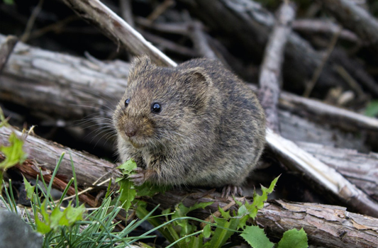 Mouse Control Wetaskiwin