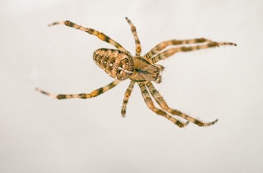 Spider Control Wetaskiwin
